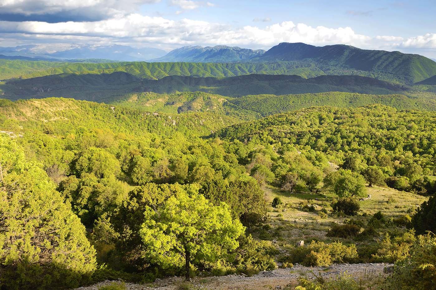 PAPIGIOTIKO BIO Dubový med z lesů východního Zagori (Epirus)